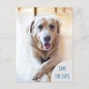 Search for dog photo save the dates Pet