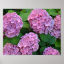 Search for vintage hydrangea posters Garden