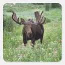 Search for moose antler stickers Wildlife