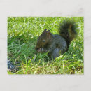 Search for squirrel postcards Nature