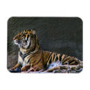 Search for sumatran magnets Mammal