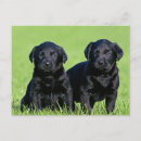 Search for black labrador retriever postcards Puppy