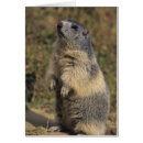 Search for marmota Wildlife