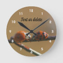Search for ladybug clocks Insect