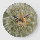 Search for dandelion clocks Photography
