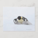 Search for two penguins postcards Animals in the wild