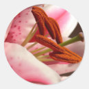 Search for stargazer lily stickers Nature