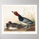 Search for red head posters Bird