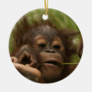 Search for orangutan christmas tree decorations Baby