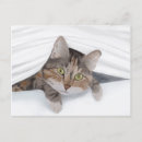 Search for peek postcards Cat