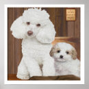 Search for poodle puppy posters Poodles