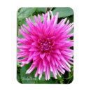 Search for tips magnets Pink