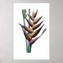 Search for heliconia Botanical