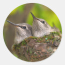 Search for talbot stickers Bird