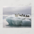 Search for adelie Wildlife