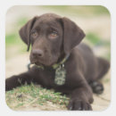 Search for chocolate lab stickers Puppy