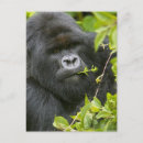 Search for mountain gorillas postcards Africa