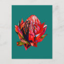 Search for native australian postcards Waratah
