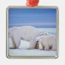 Search for global christmas tree decorations Wildlife