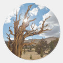 Search for inyo national forest stickers Ancient