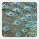 Search for peacock feather stickers Plumage