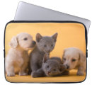 Search for dachshund picture electronics Puppy