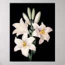 Search for dramatics Flowers