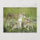 Search for affectionate postcards Outdoors