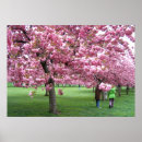 Search for cherry blossom tree posters Japan