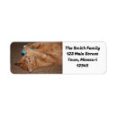 Search for rescue cats return address labels Cute