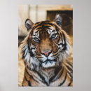 Search for tiger face posters Wild