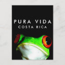 Search for tree frogs postcards Tropical
