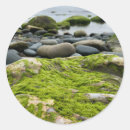 Search for green moss photography Water