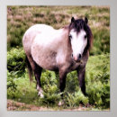 Search for horse posters Ponies
