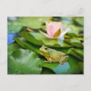 Search for toad picture postcards Amphibian