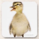 Search for duckling coasters Full length