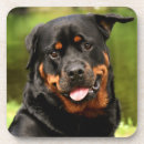 Search for rottweiler coasters Rottie