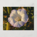 Search for desert flowers postcards Floral