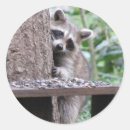 Search for shy stickers Nature