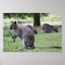 Search for wallaby posters Animal