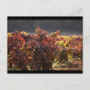 Search for grape photography Vineyard