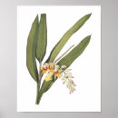 Search for redouté posters Flower