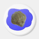 Search for bullfrog magnets Frogs