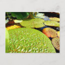 Search for lily pad postcards Water