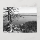 Search for jenny postcards Landscape