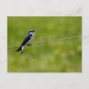 Search for bicolor postcards Bird