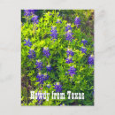 Search for bluebonnets postcards Blue flowers