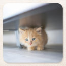 Search for purebred coasters Cute baby animal