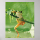 Search for green tree frog posters Nature