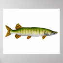 Search for pike fishing posters Musky